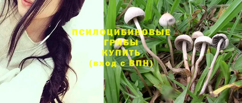 Псилоцибиновые грибы GOLDEN TEACHER  купить наркотик  hydra зеркало  Ясногорск 